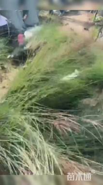 高度20厘米细叶芒