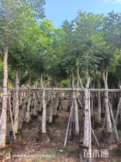 10公分桃花心木