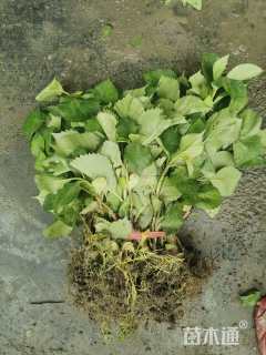 高度25厘米八仙花