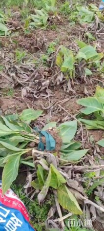 高度20厘米花叶美人蕉