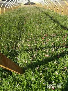 高度30厘米鼠尾草