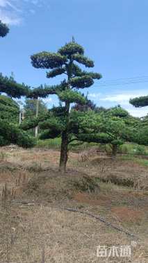 移栽苗造型罗汉松