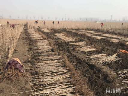 高度80厘米银杏小苗