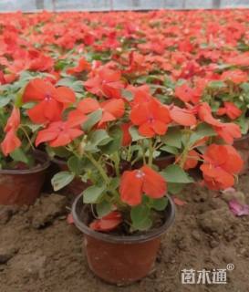 高度25厘米凤仙花
