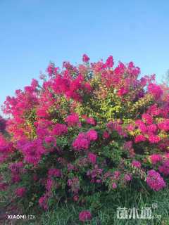 高度280厘米丛生紫薇