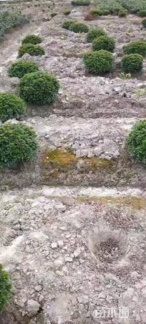 高度45厘米矮婆鹃