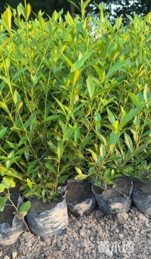 高度40厘米小叶栀子