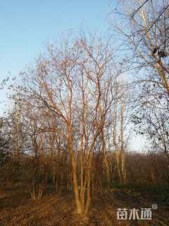 50公分丛生乌桕