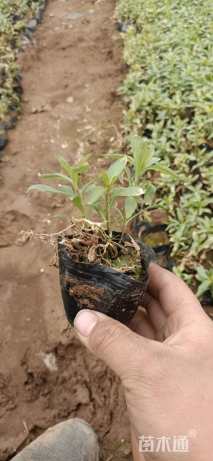 高度15厘米垂盆草