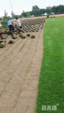草卷状百慕大草