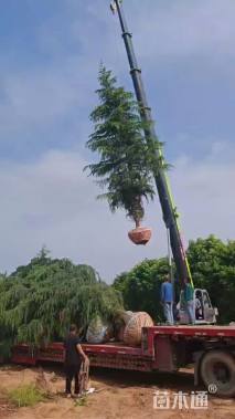 高度550厘米雪松