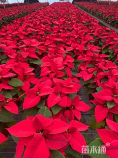 高度30厘米一品红