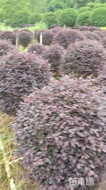 冠幅90厘米红花继木球