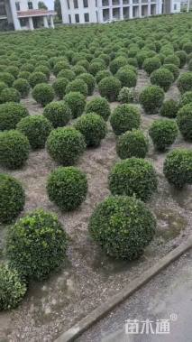 冠幅200厘米大叶黄杨球
