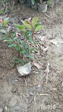 高度30厘米红叶石楠绿篱苗