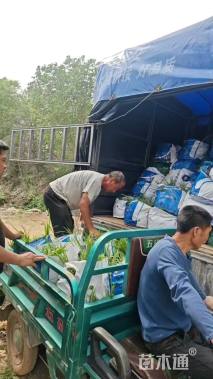 高度50厘米水葱