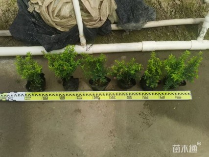 高度15厘米金叶满天星