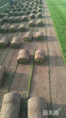 草块状草皮