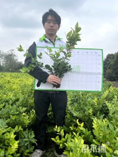 高度50厘米金森女贞