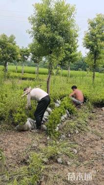 高度30厘米杜鹃
