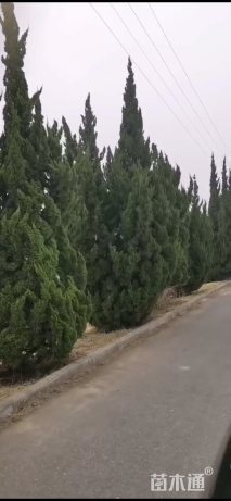 高度500厘米圆柏