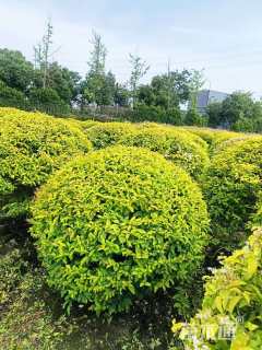 冠幅150厘米金冠女贞球