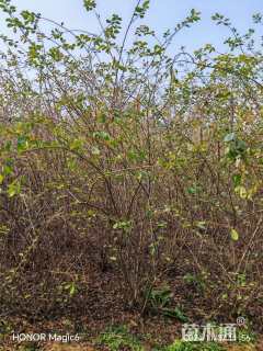 高度180厘米水栒子