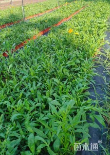 高度30厘米大花金鸡菊