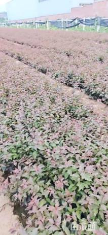 高度55厘米红叶榆叶梅