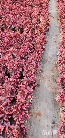 高度25厘米四季海棠