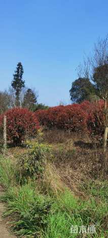 冠幅200厘米红叶石楠球