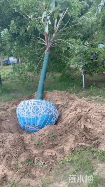 高度80厘米棣棠