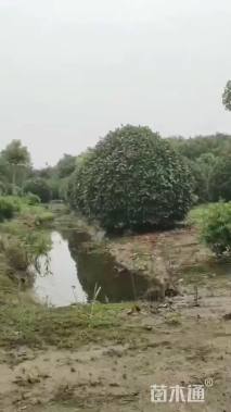 冠幅60厘米红叶石楠球