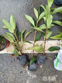 高度20厘米法国冬青