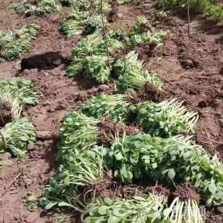 高度30厘米八宝景天