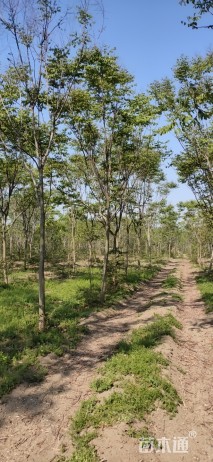 黄山栾树