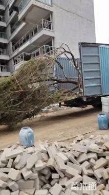 50公分(3杆)丛生朴树