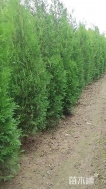 高度100厘米侧柏