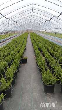 高度25厘米肾蕨