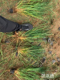 高度40厘米崂峪苔草