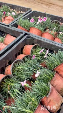 高度20厘米彩虹石竹