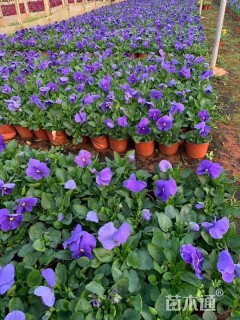 高度25厘米三色堇