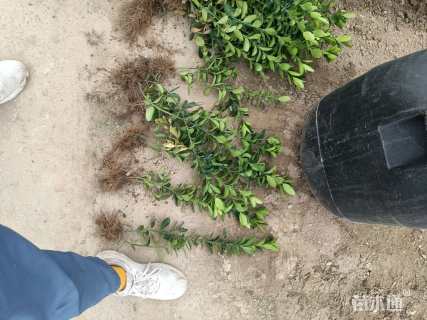 高度50厘米大叶黄杨