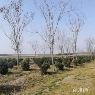 10公分黄山栾树