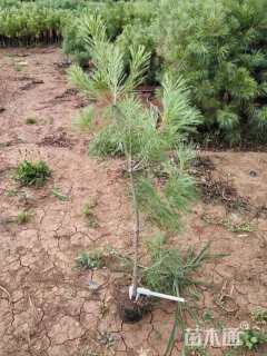 高度80厘米华山松