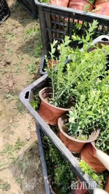 高度20厘米亮绿忍冬