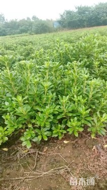 高度35厘米海桐