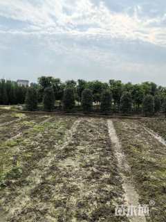 高度200厘米红叶石楠柱