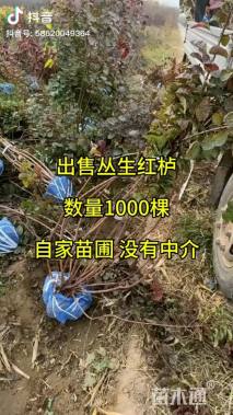 高度100厘米丛生黄栌