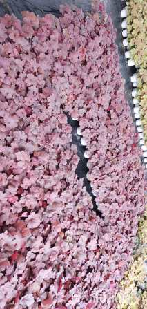 高度10厘米矾根